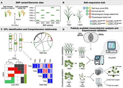 Comparative quantitative trait loci analysis framework reveals relationships between salt stress responsive phenotypes and pathways